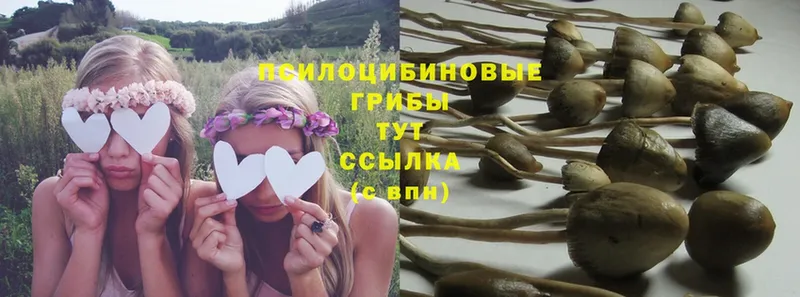 Галлюциногенные грибы Psilocybe  Грозный 